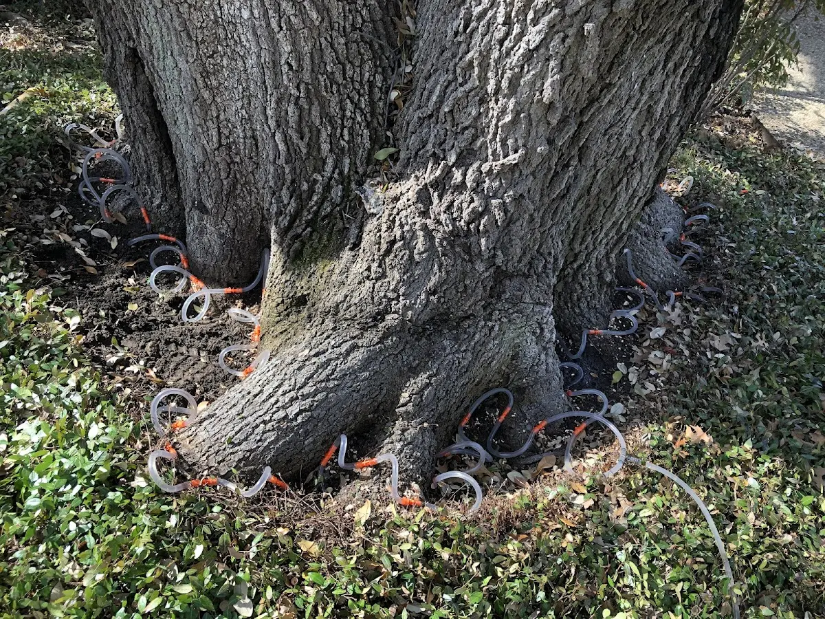 Detailed Tree Cabling and Bracing job site in Carter Lake