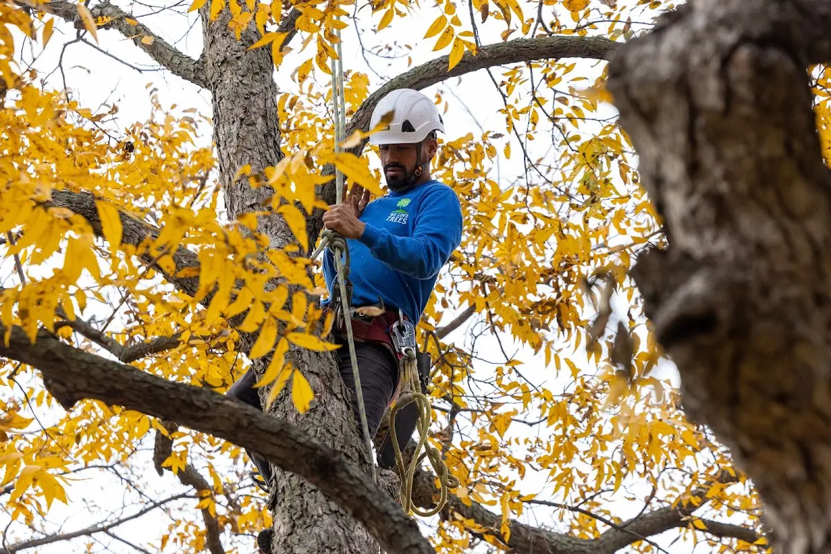 Skilled Tree Transplanting crew working in Carter Lake