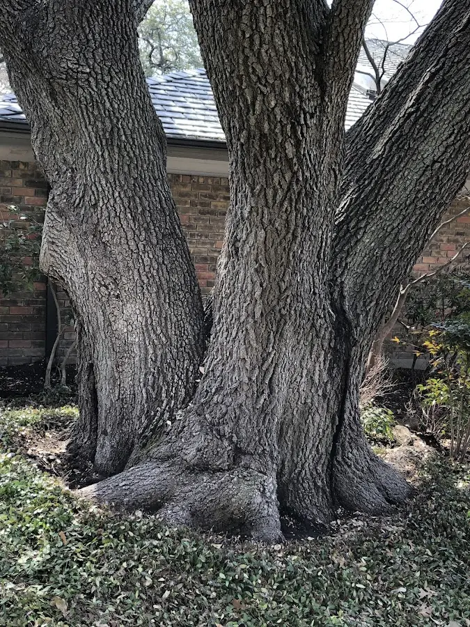 Mature heritage tree close to a Carter Lake property cared for by certified arborists